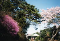 葭之池温泉ツツジと桜