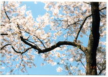 葭之池温泉ライトアップ桜の昼間