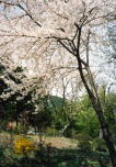 葭之池温泉風呂場から見える桜